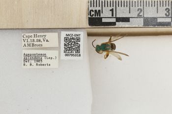 Media type: image;   Entomology 795318 Aspect: Labels